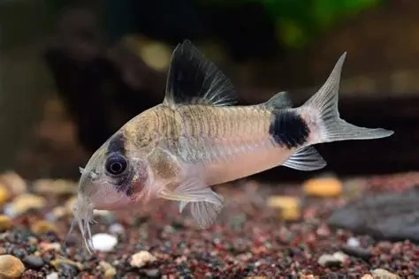Panda Cory