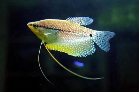 Pearl Gourami