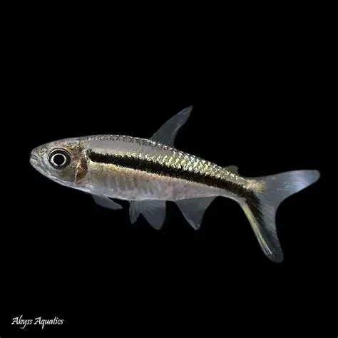 Penguin Tetra