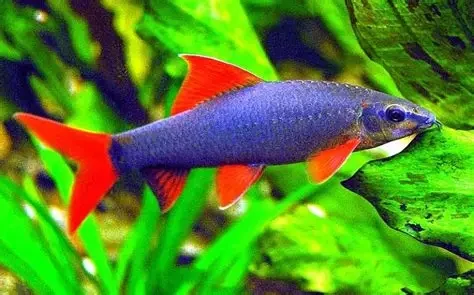Rainbow Shark