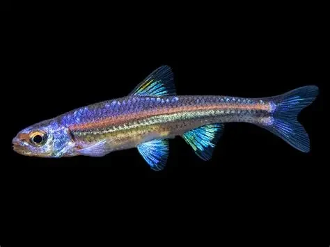 Rainbow shiner