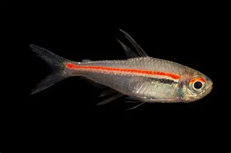 Red-Line Tetra
