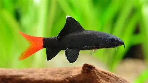 Red Tail Black Shark