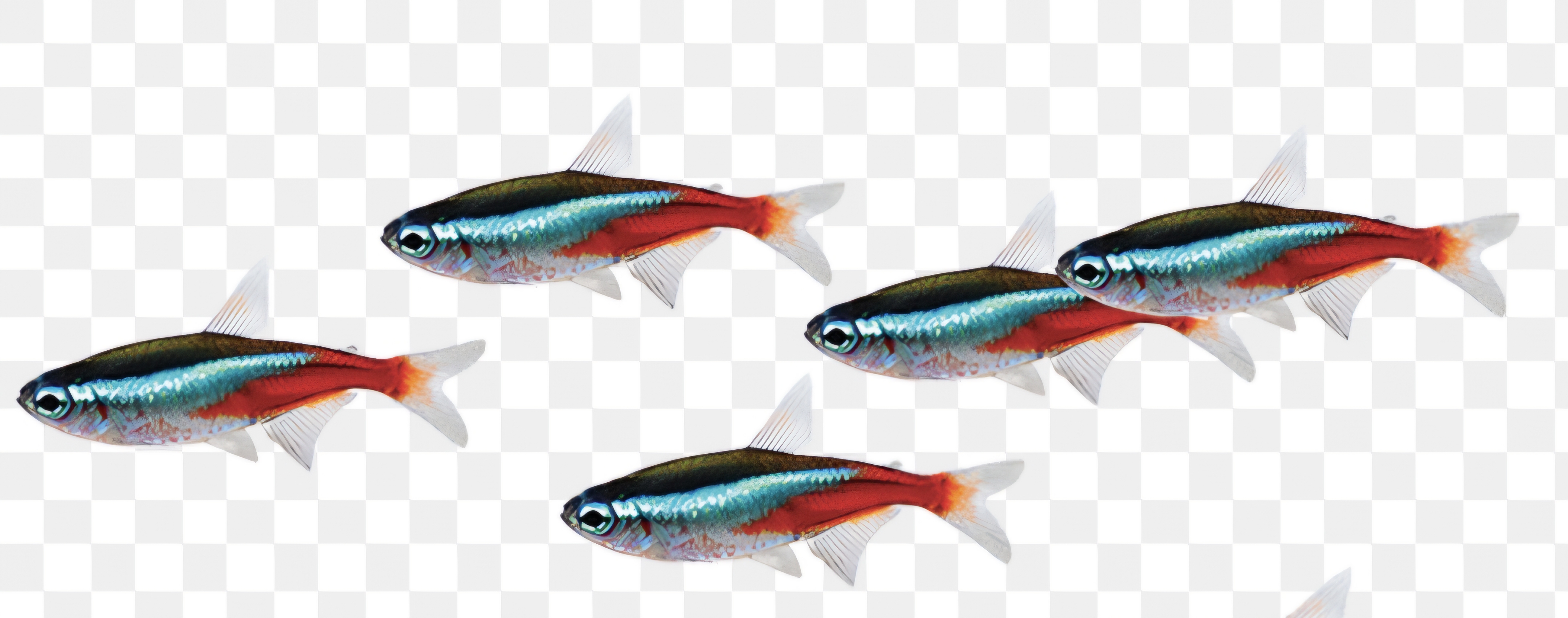 Neon tetras