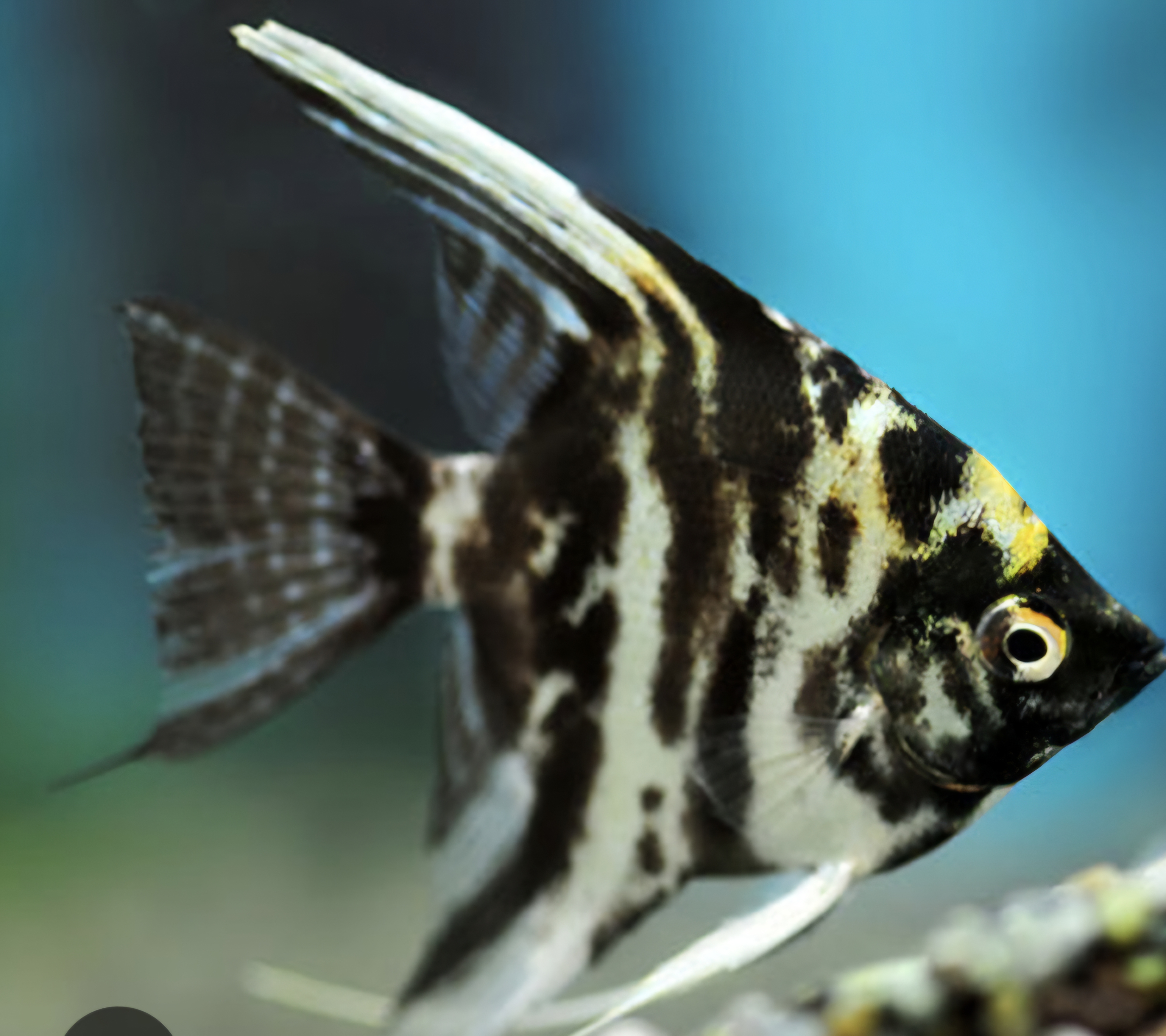 Marble angelfish