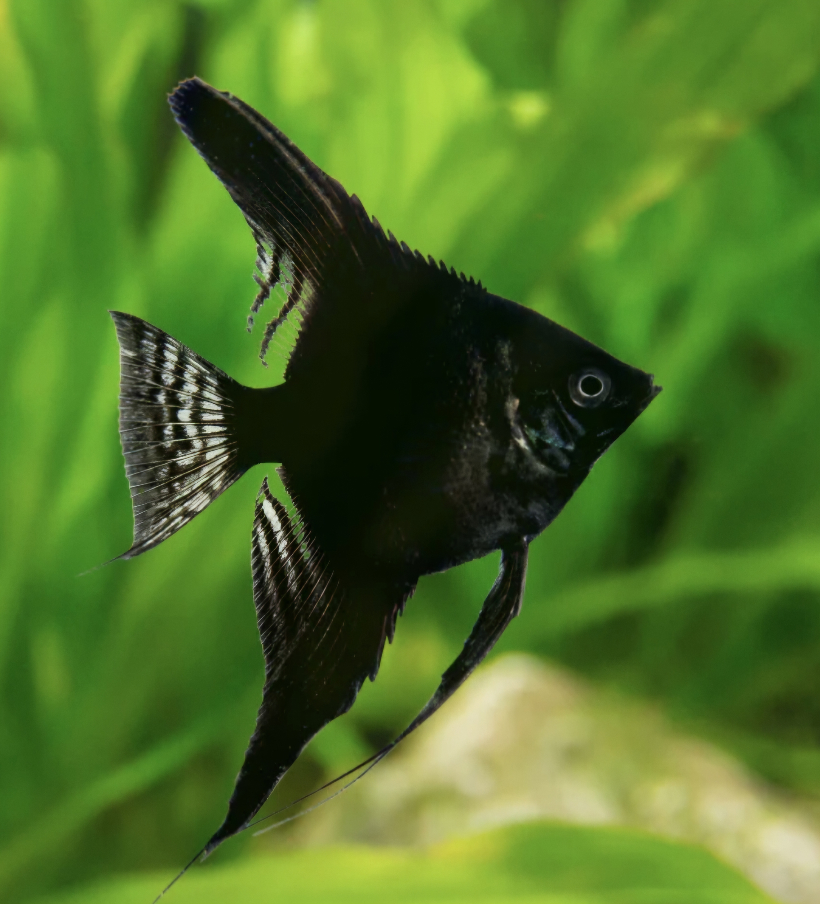 Black angel fish