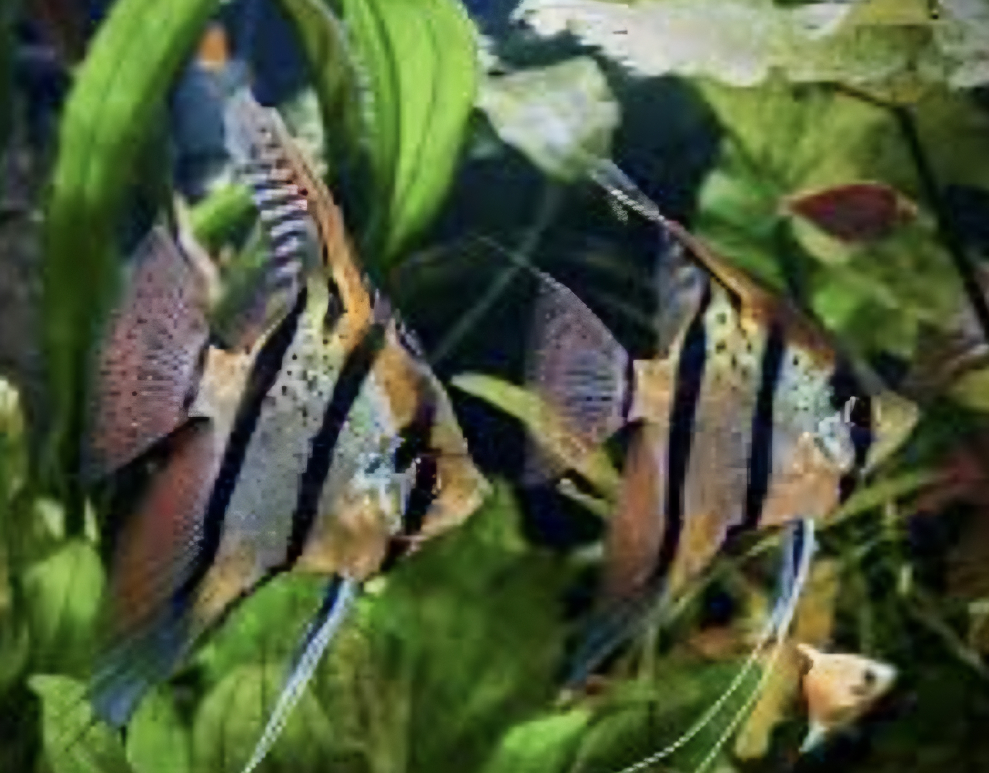 Rio angel fish