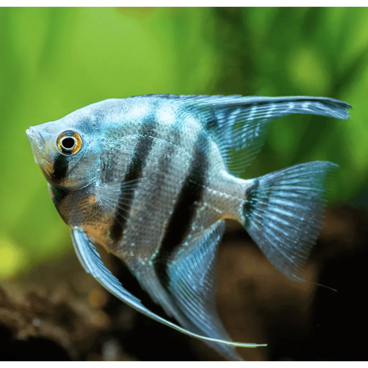 Blue angelfish