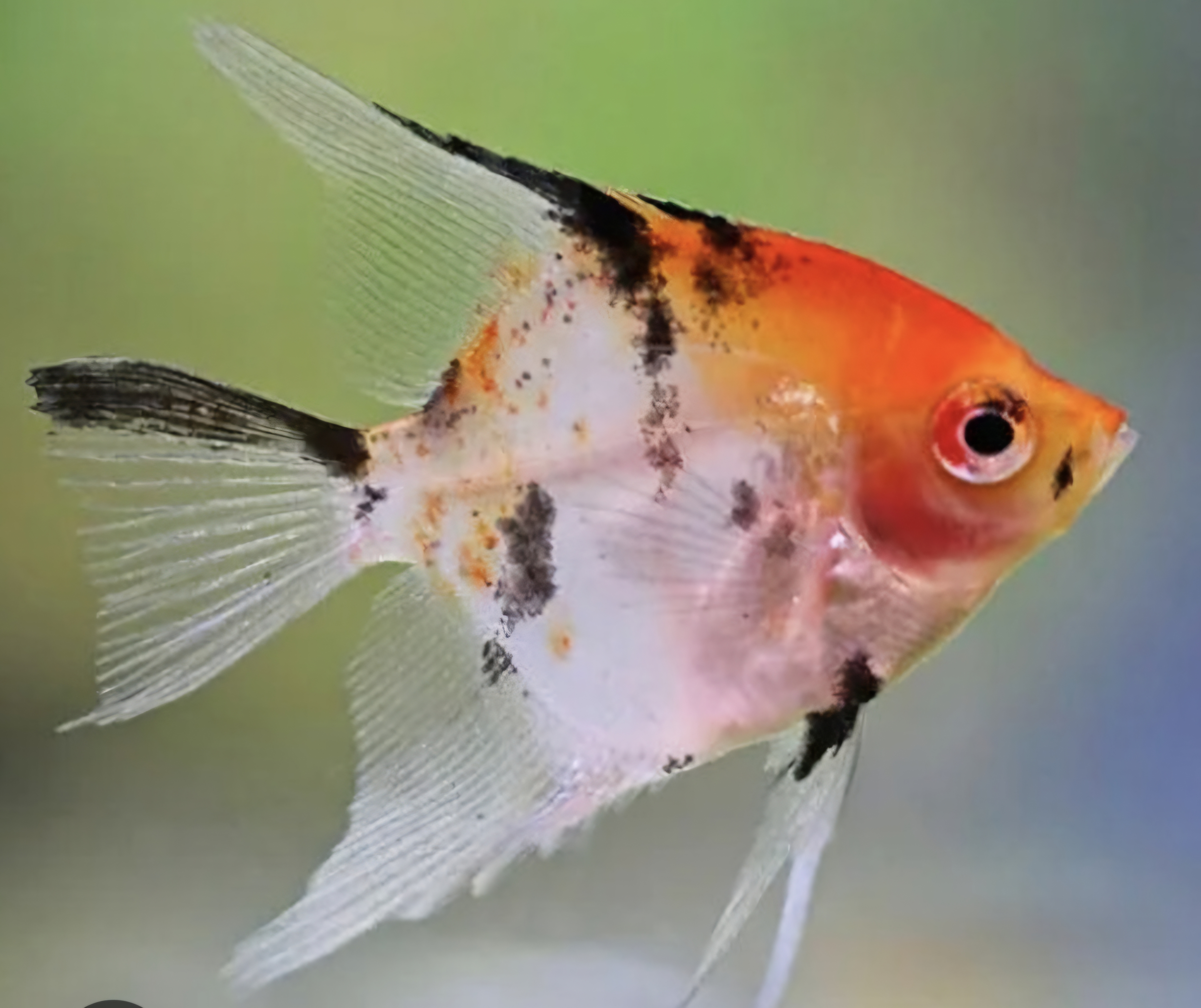Koi full orange angelfish