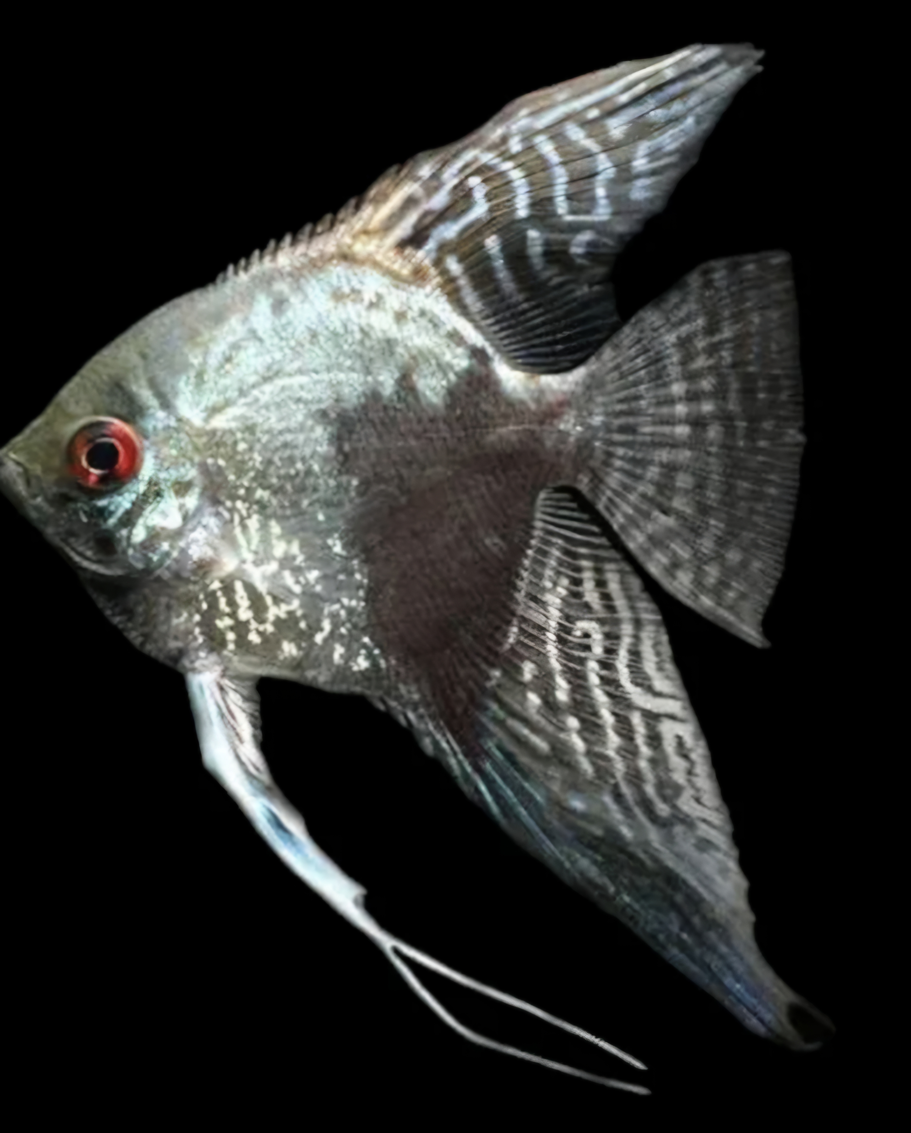 Piony smoke angelfish