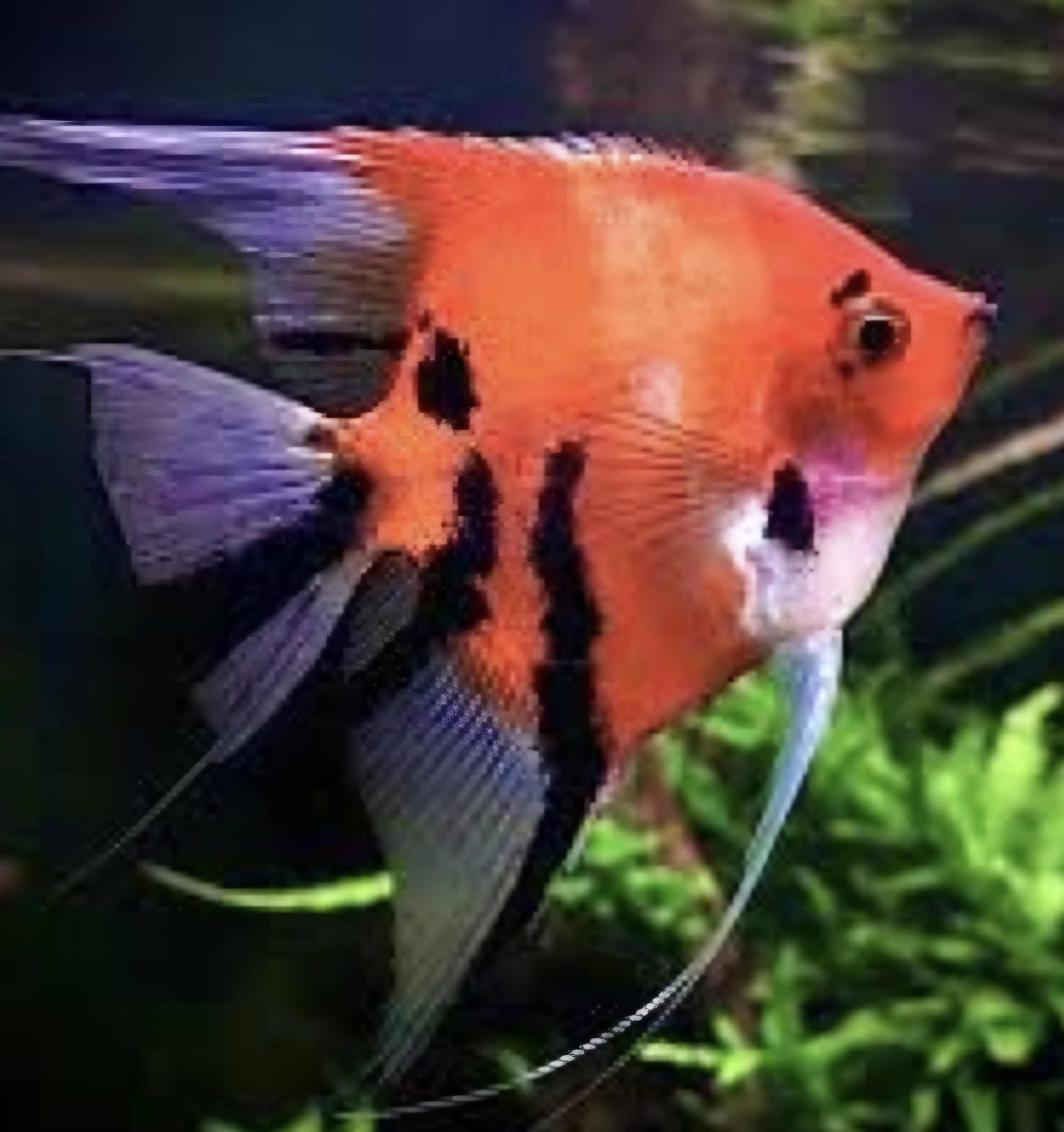 Red devil angelfish
