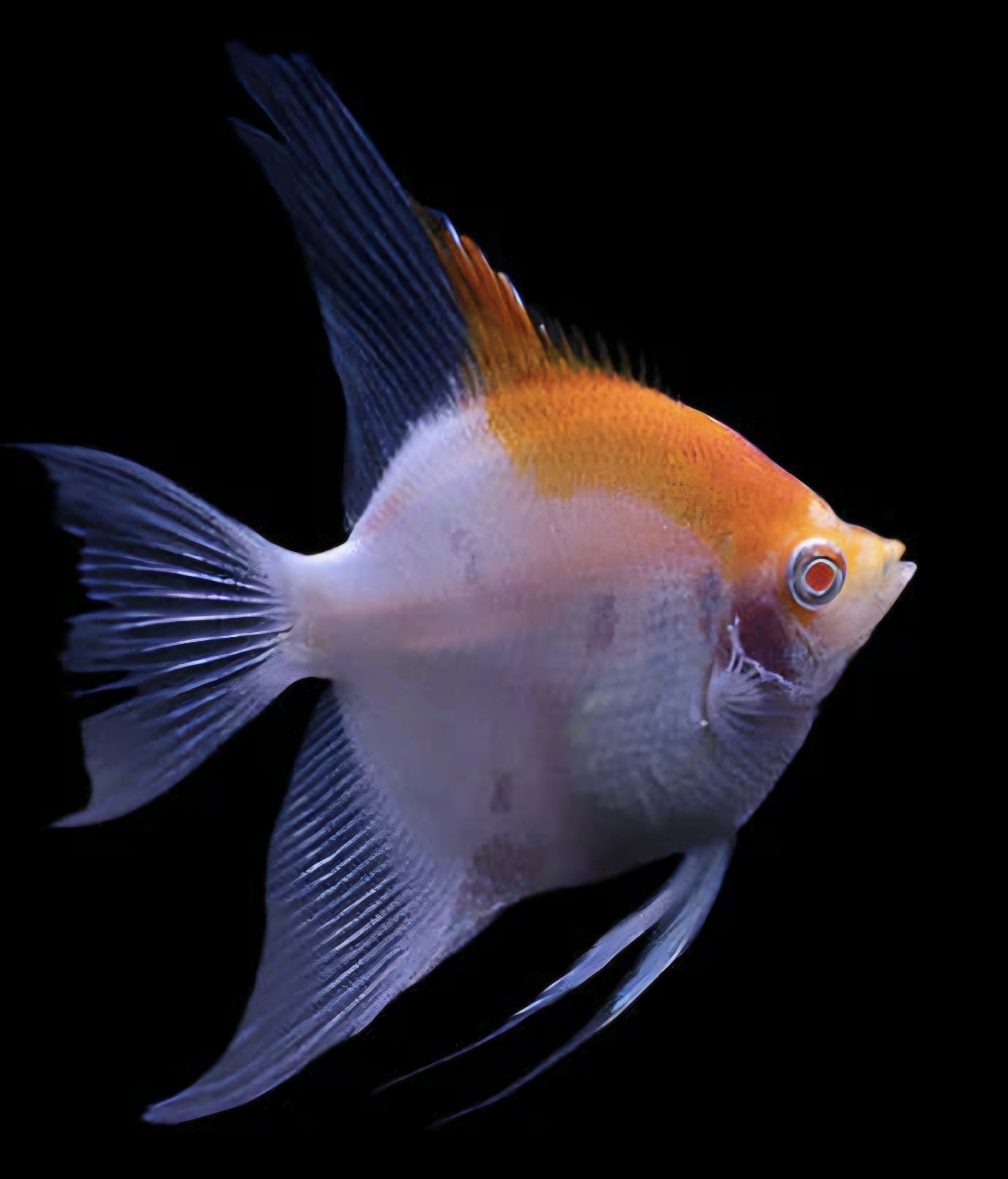 Red cap angelfish