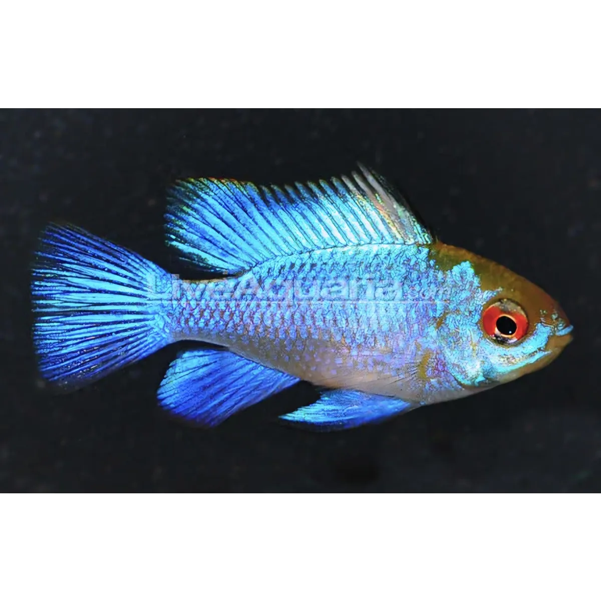Electric Blue ram
