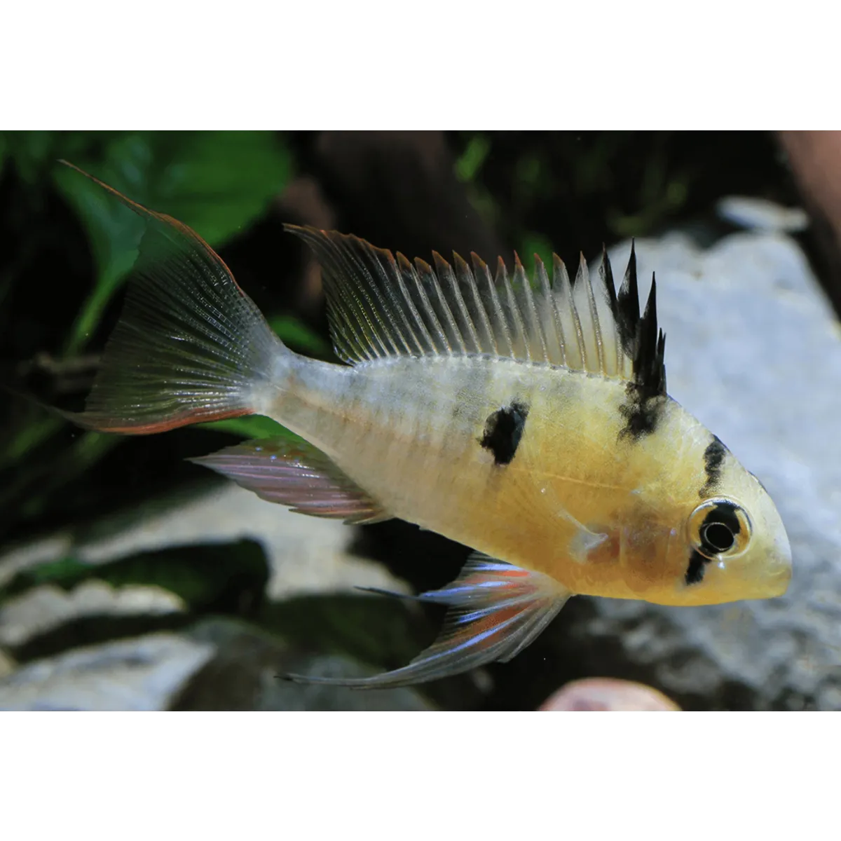 Bolivian ram