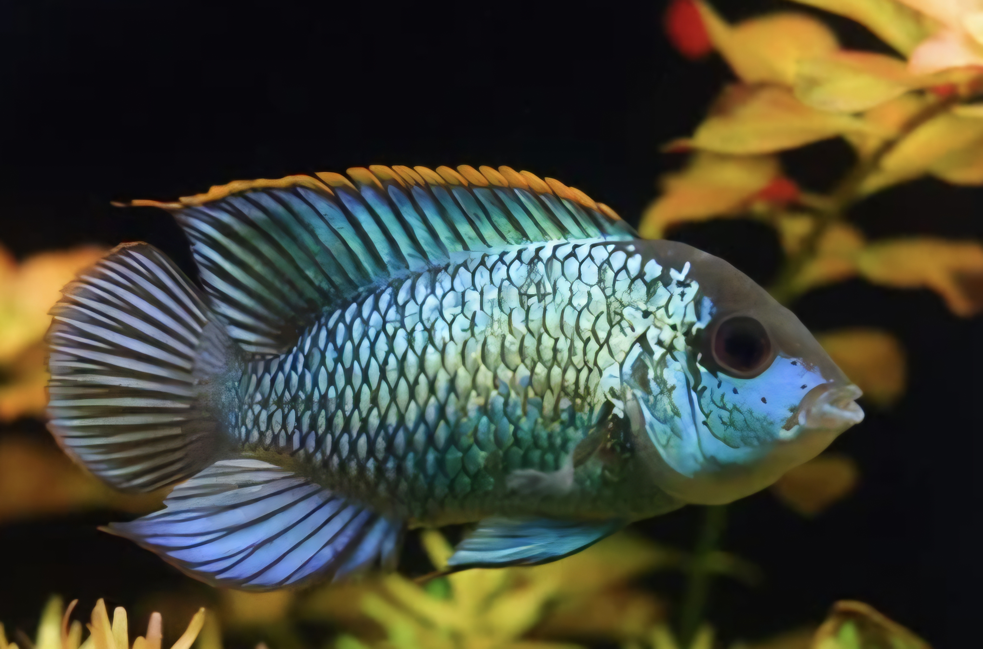Neon blue accara