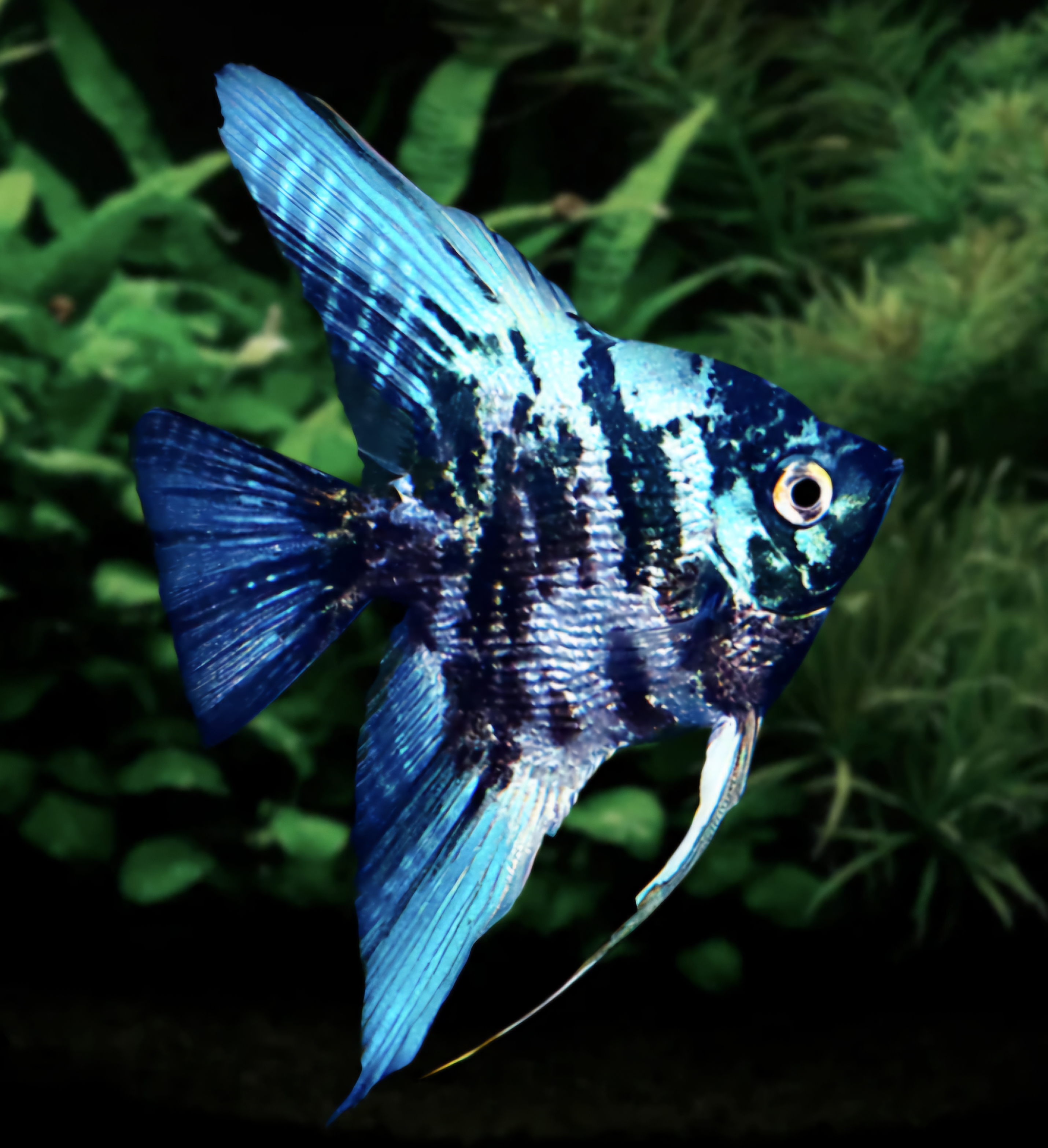 Marble blue long fin angel
