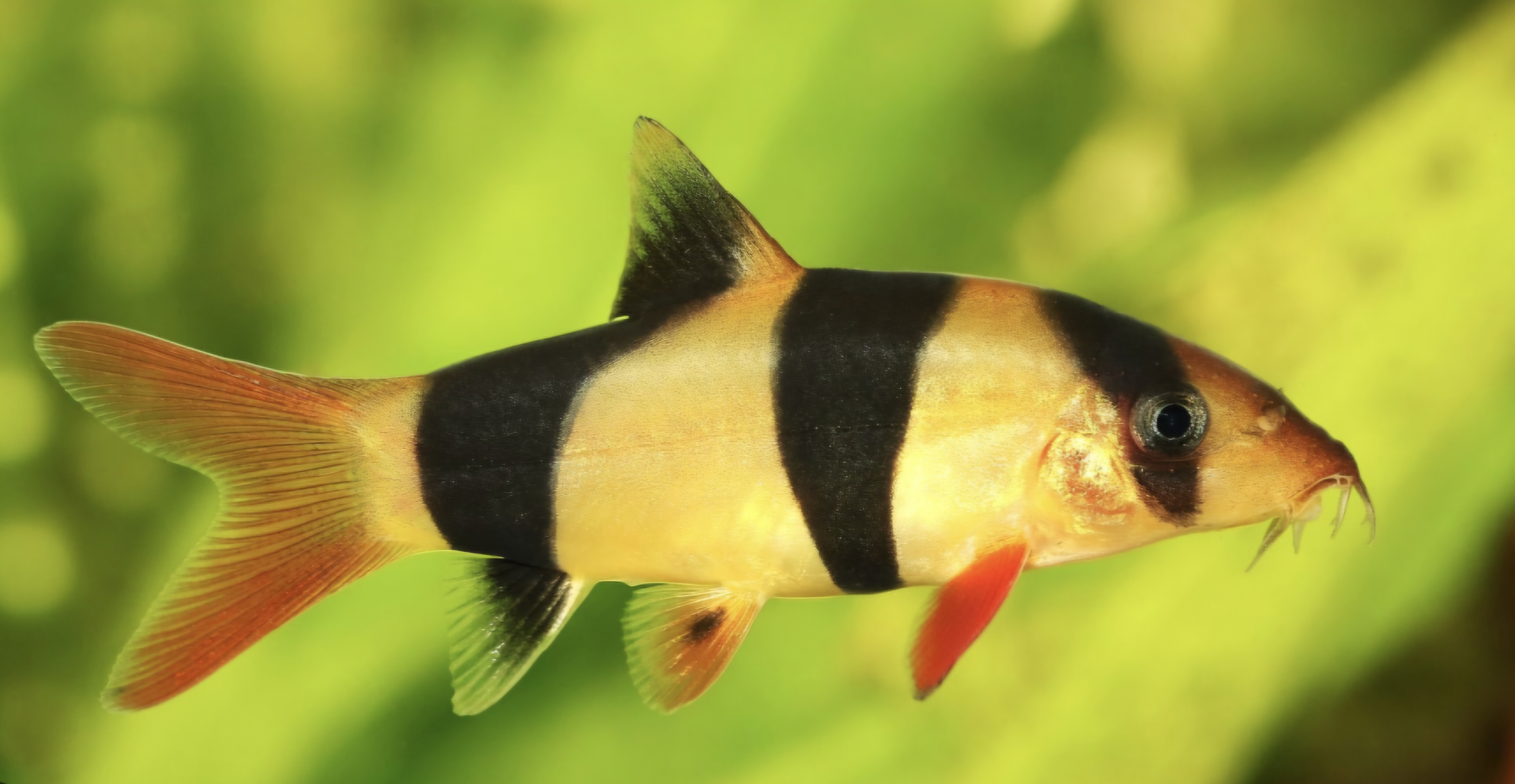 Clown loach