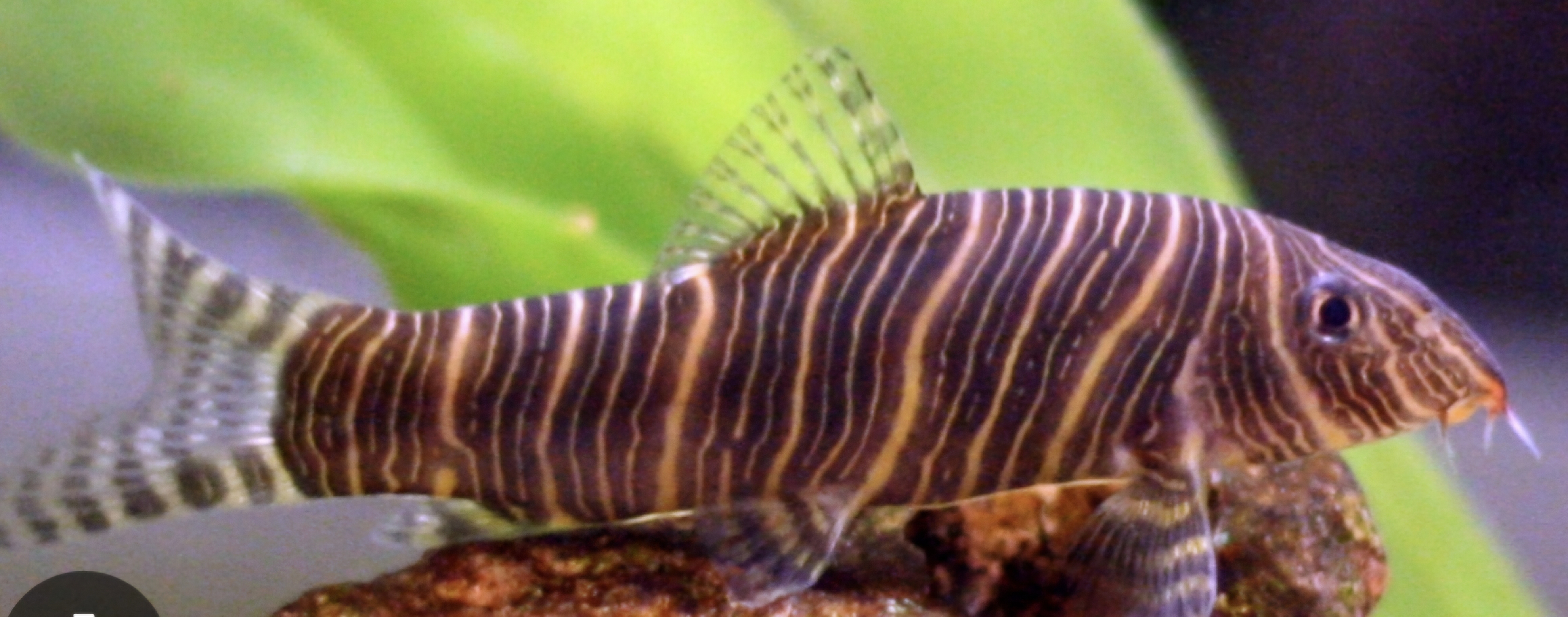 Zebra loach