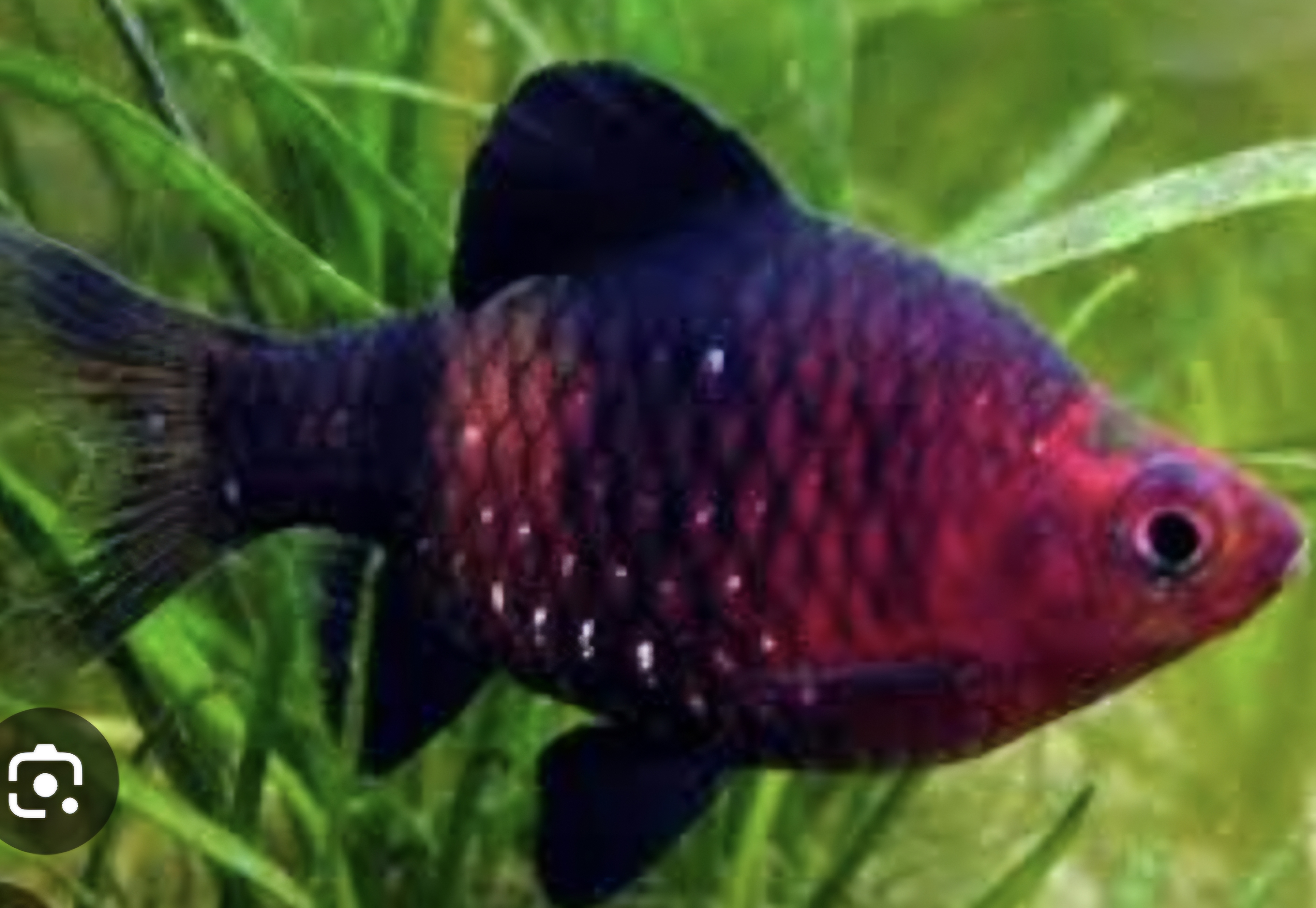 Ruby barb