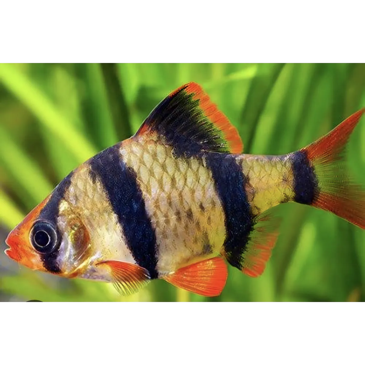 Tiger barb