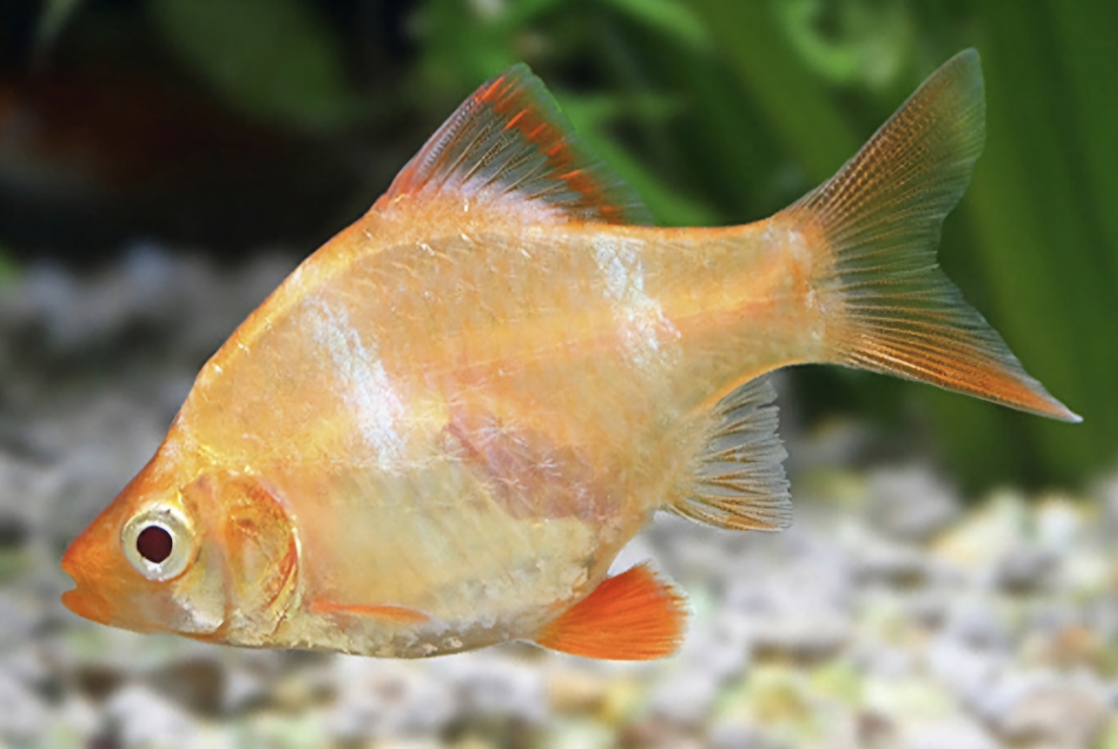 Albino tiger barb