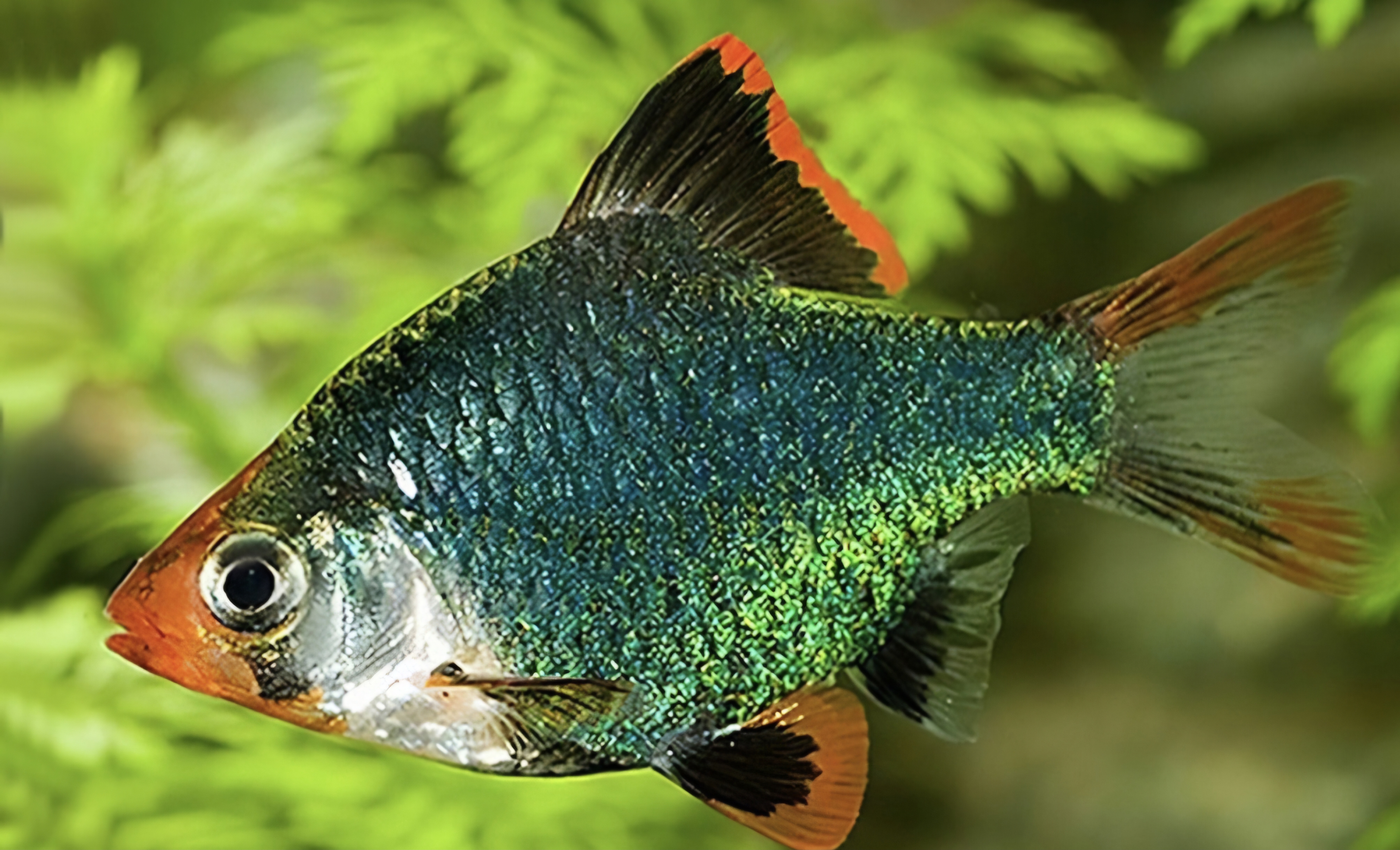 Green tiger barb