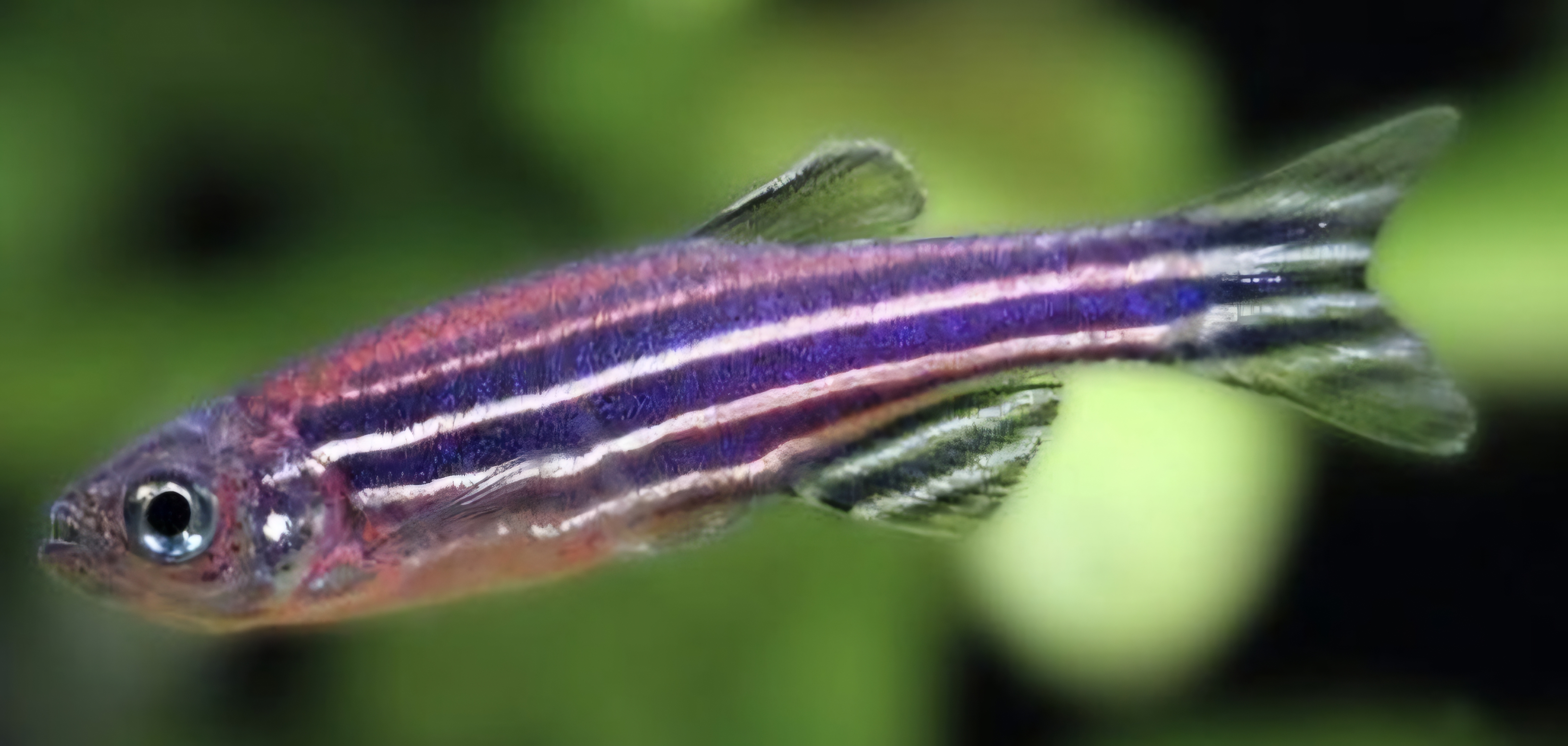 Zebra danio