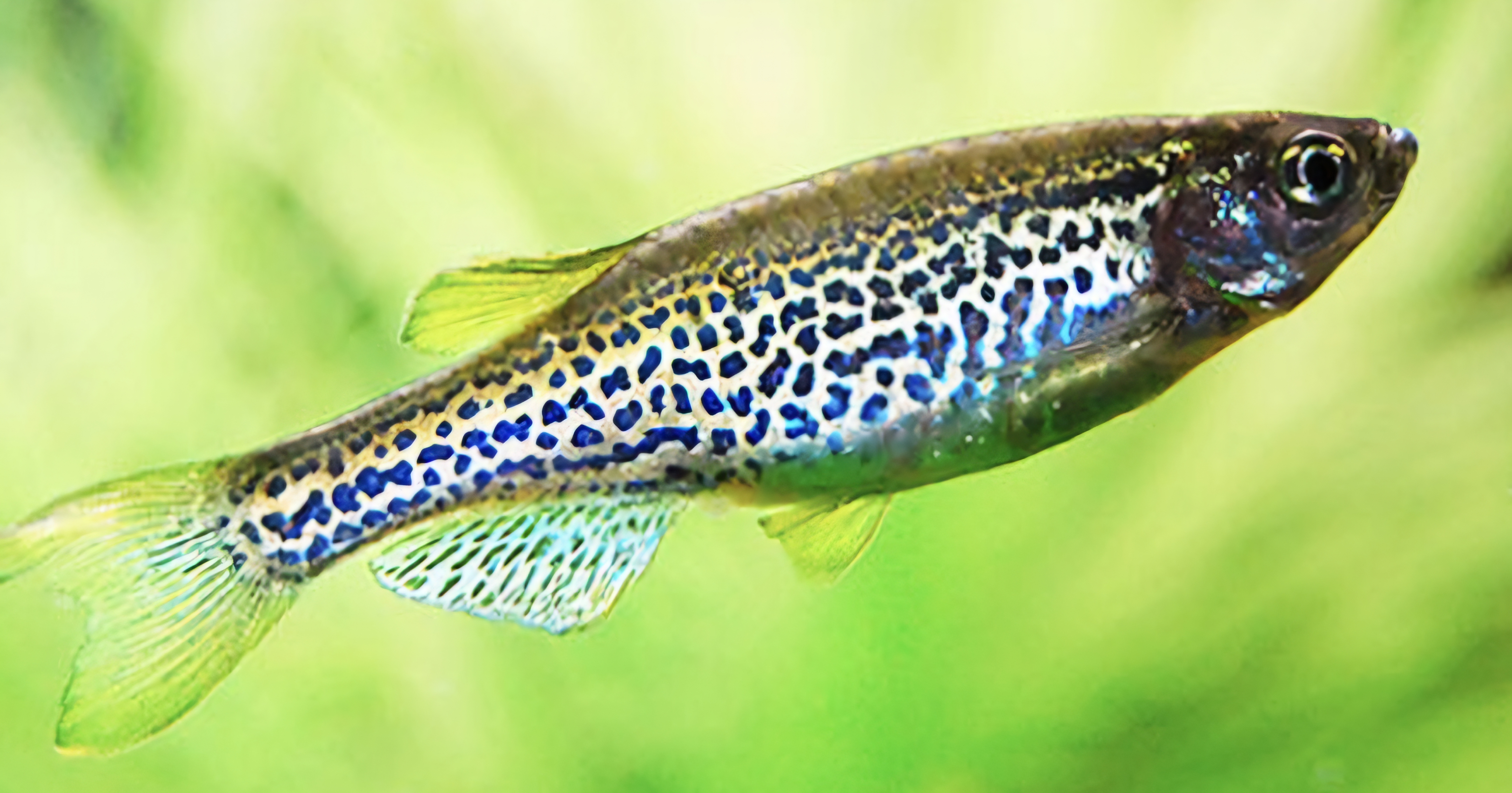 Leopard danios