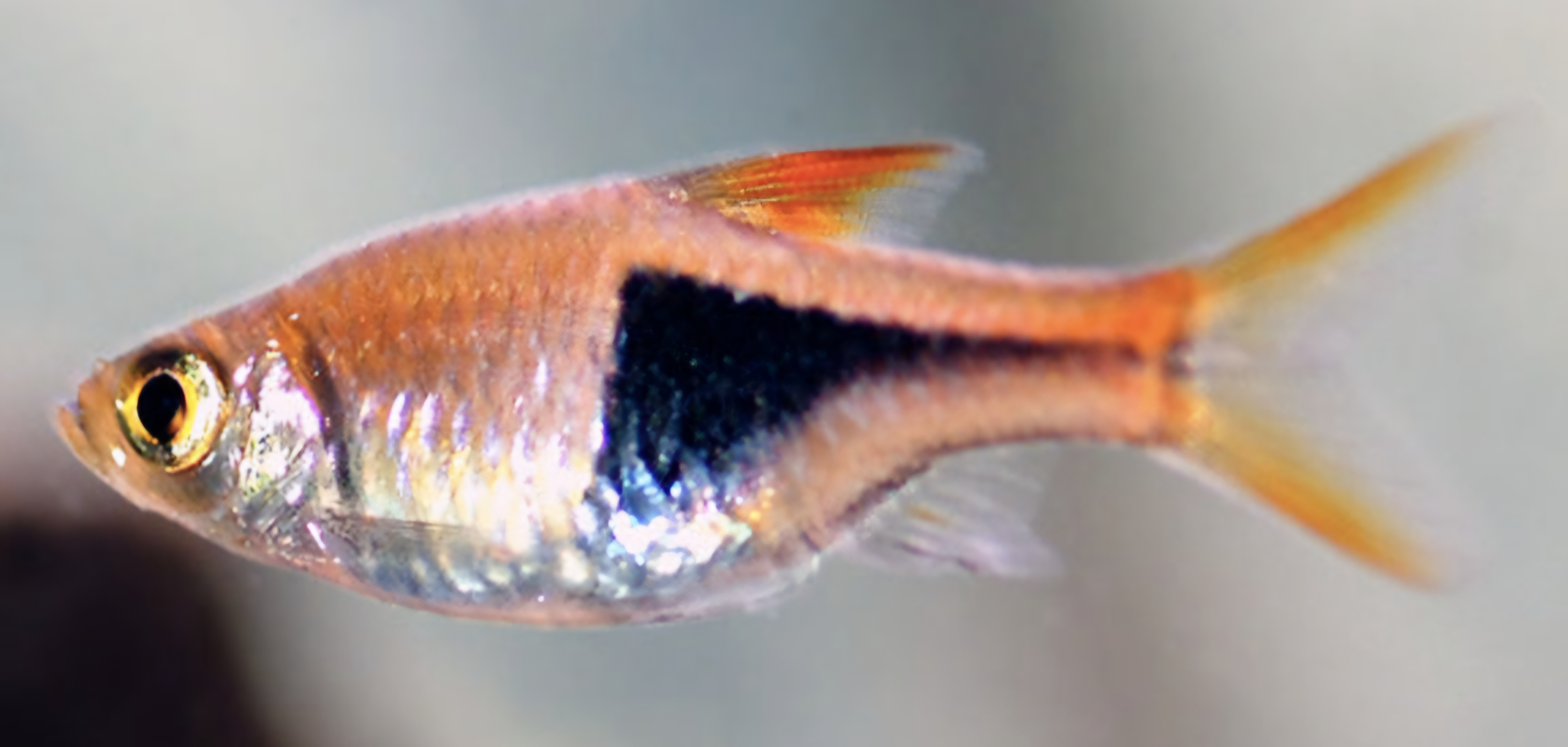 Harlequin rasobora
