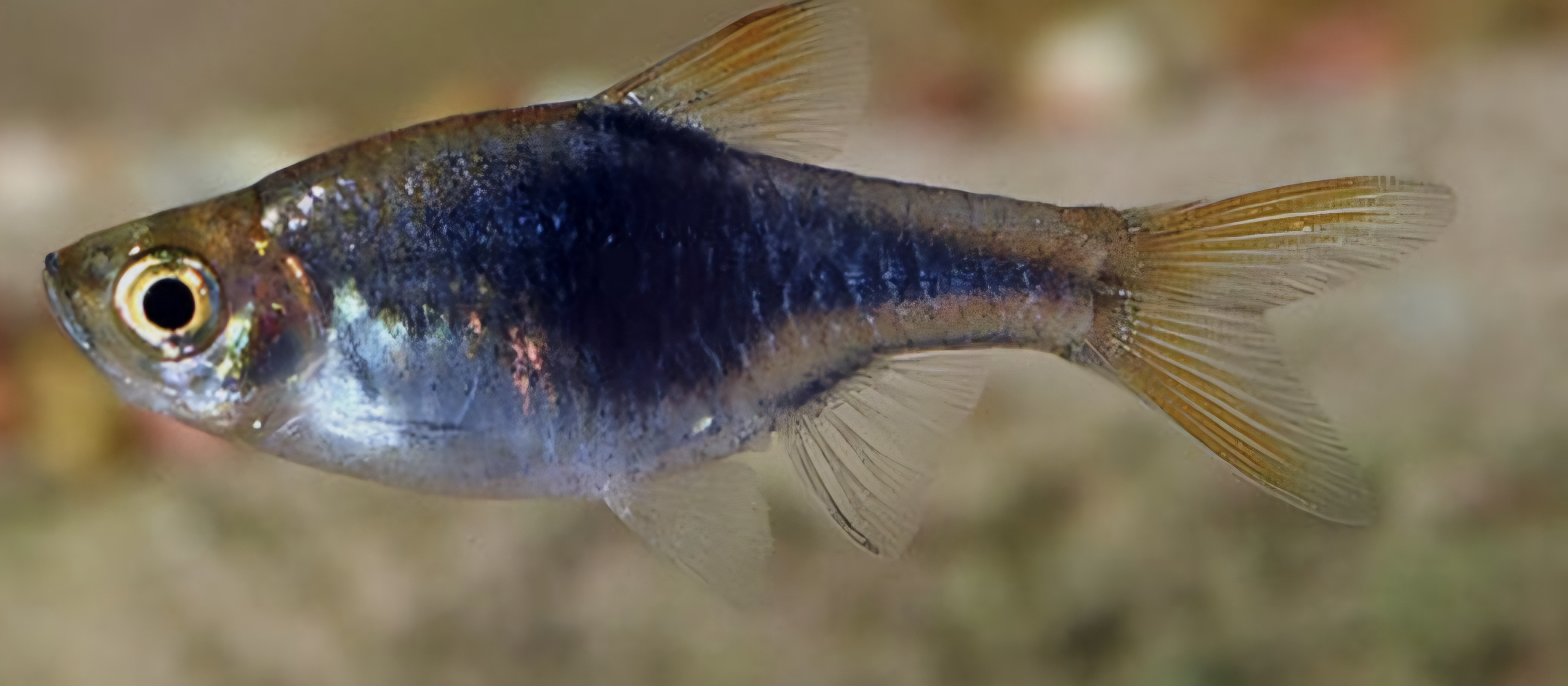 Black harlequin rasbora
