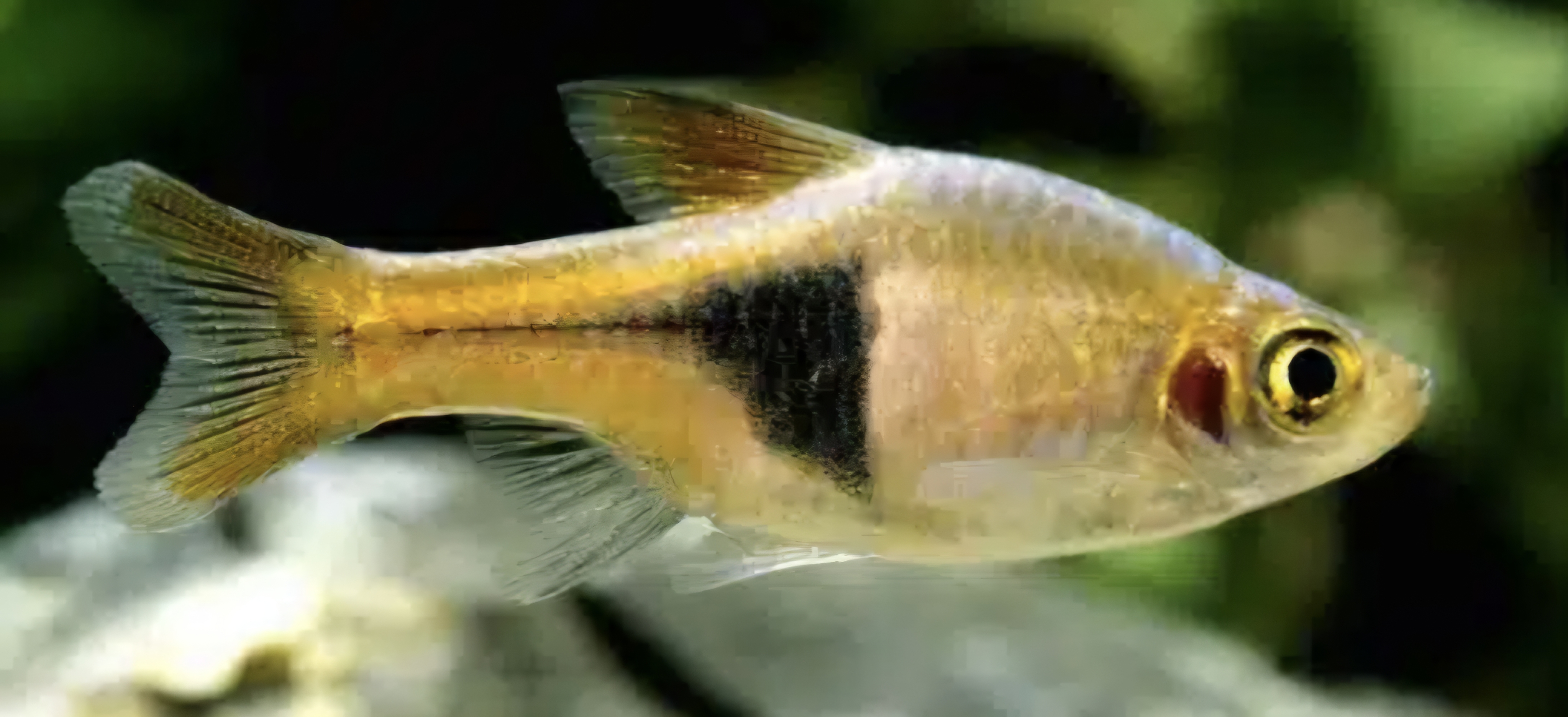 Gold harlequin rasboras
