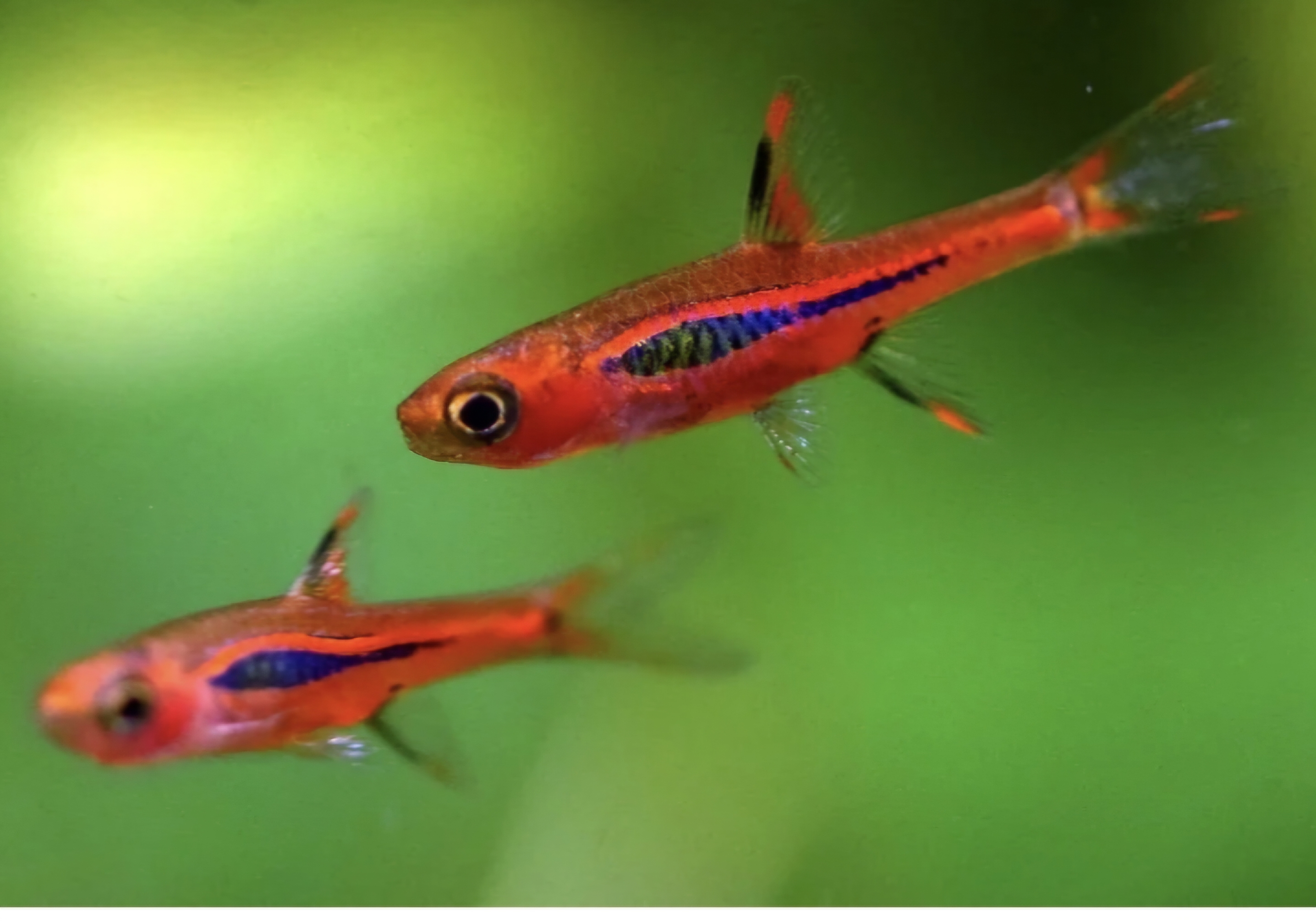 Mosquito (chilli) rasbora