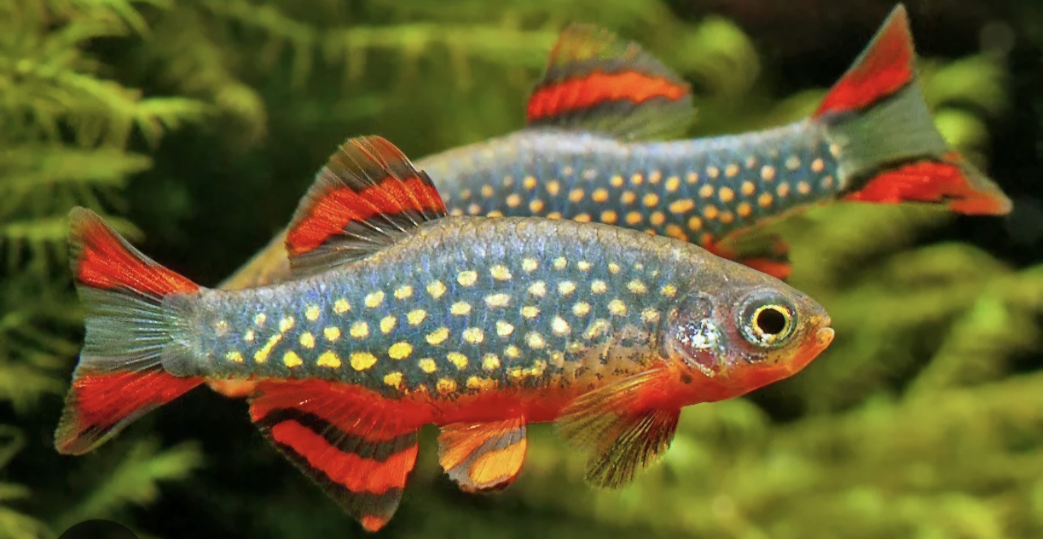 Galaxy rasboras