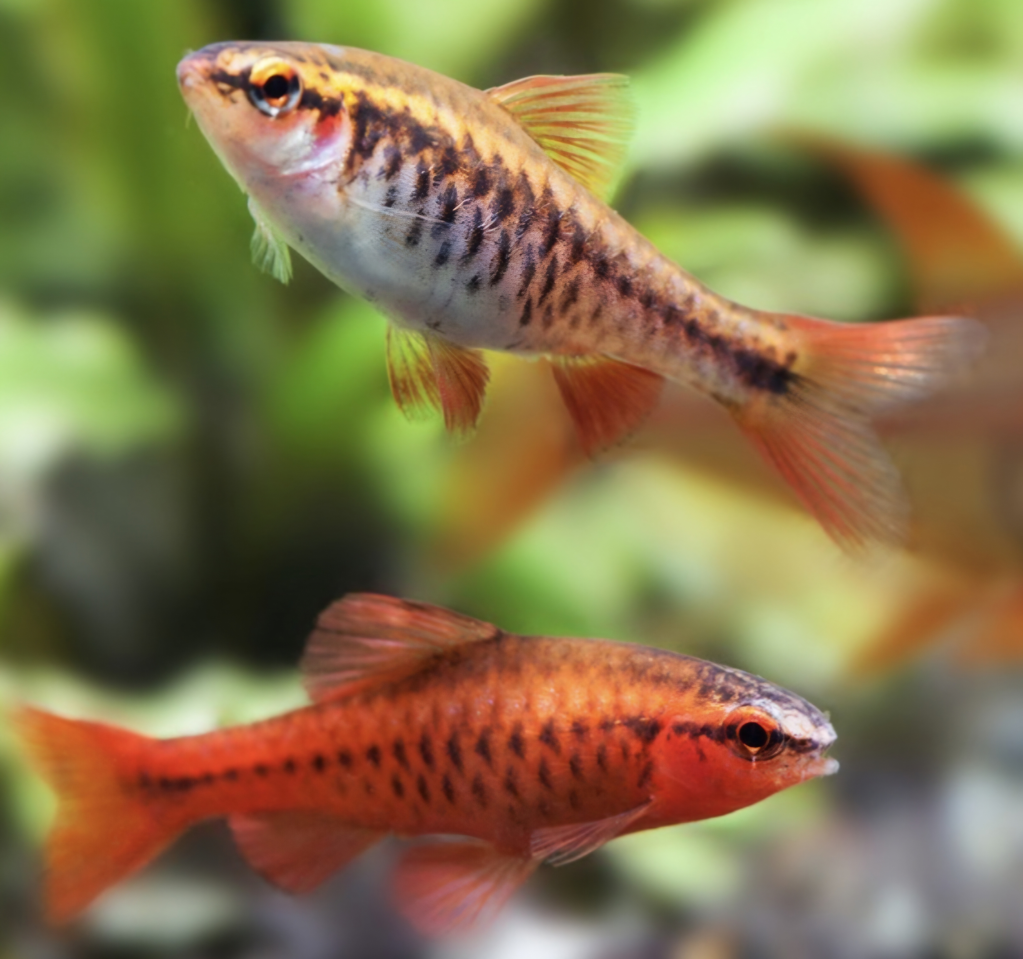 Cherry barb