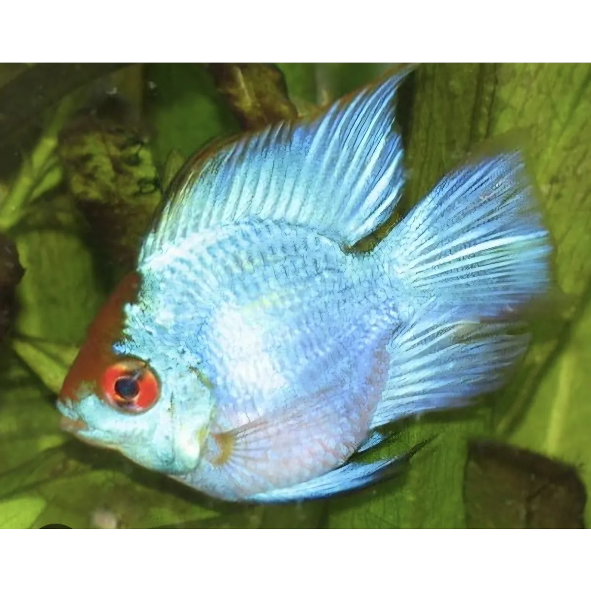 Electric blue balloon ram