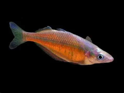 Sentani rainbowfish