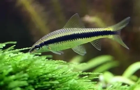 Siamese algae-eater