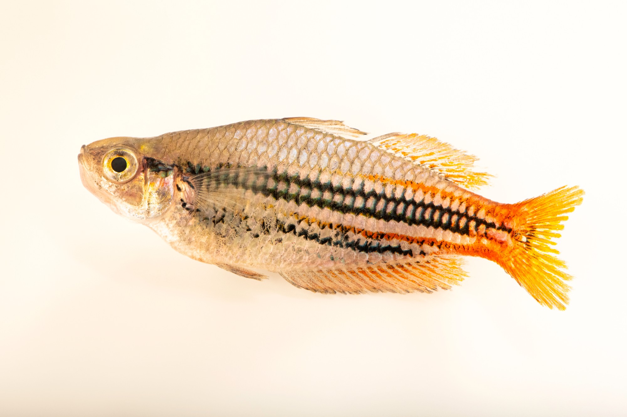 Western rainbowfish