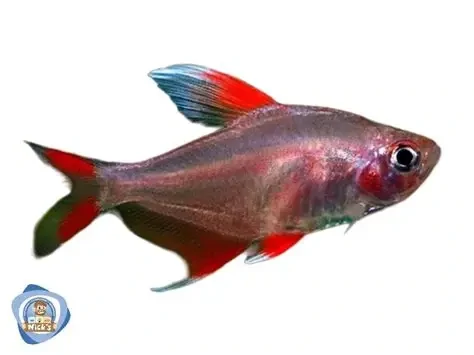Ornate white fin