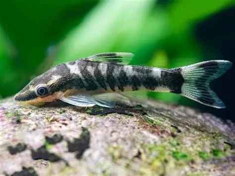Otocinclus / cocama zebra