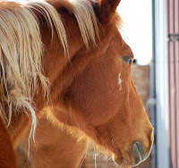 Matted Pet Hair Remover For Horses