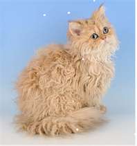 Matted Pet Hair Remover For Cats