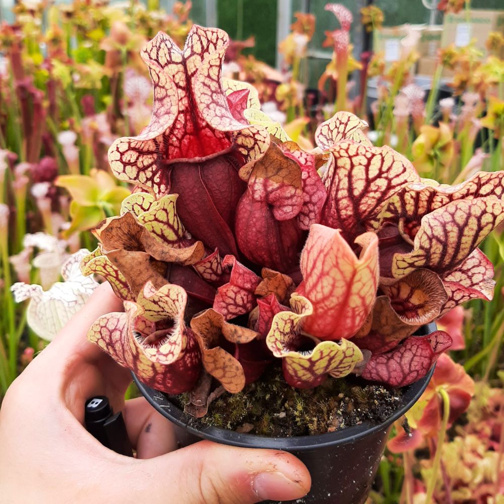 ssp. venosa Tattnall Co. seedgrown