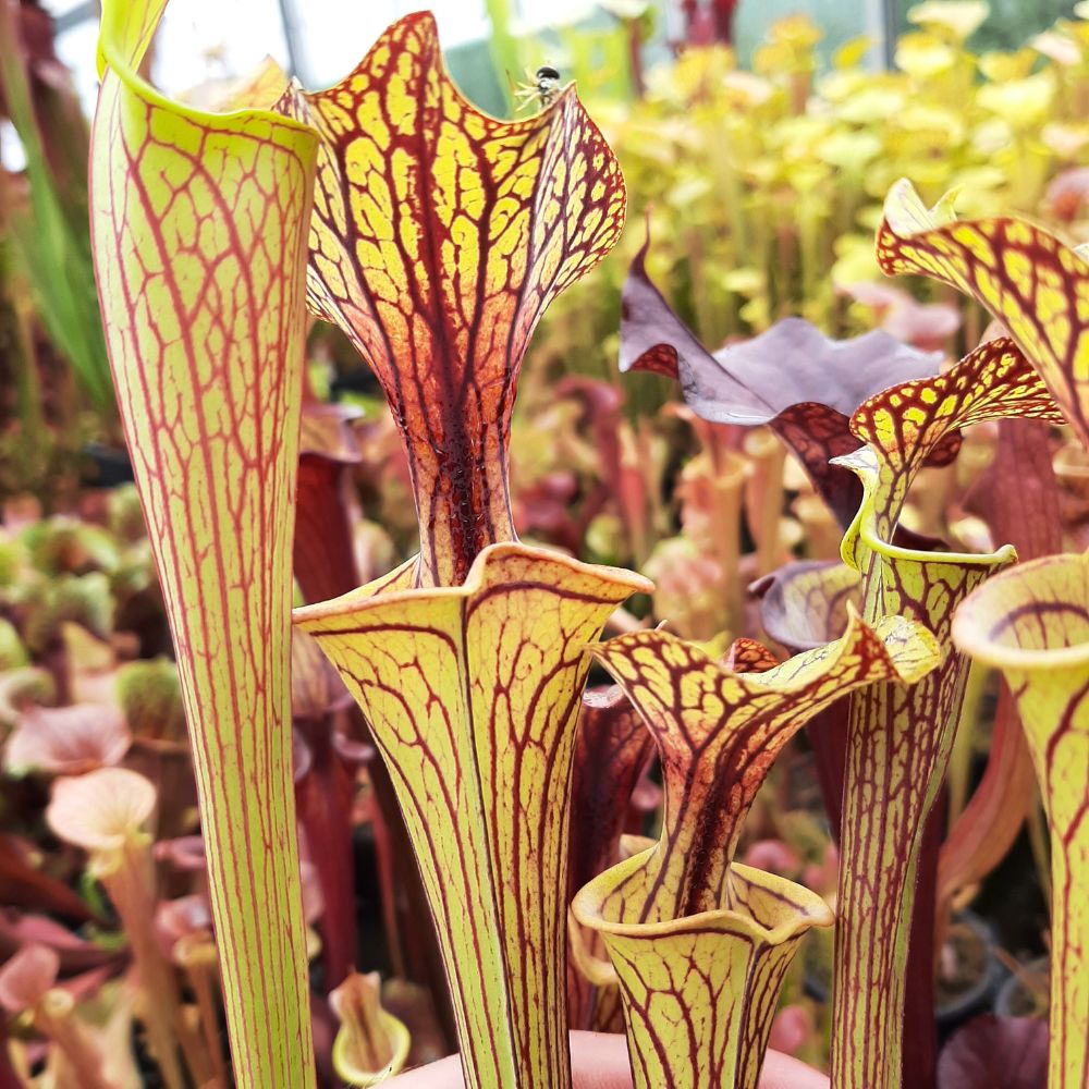 'Black Veins' x 'Waccamaw' (var. ornata x atropurpurea)