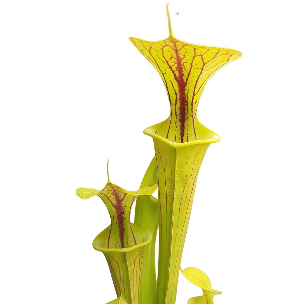 var. flava