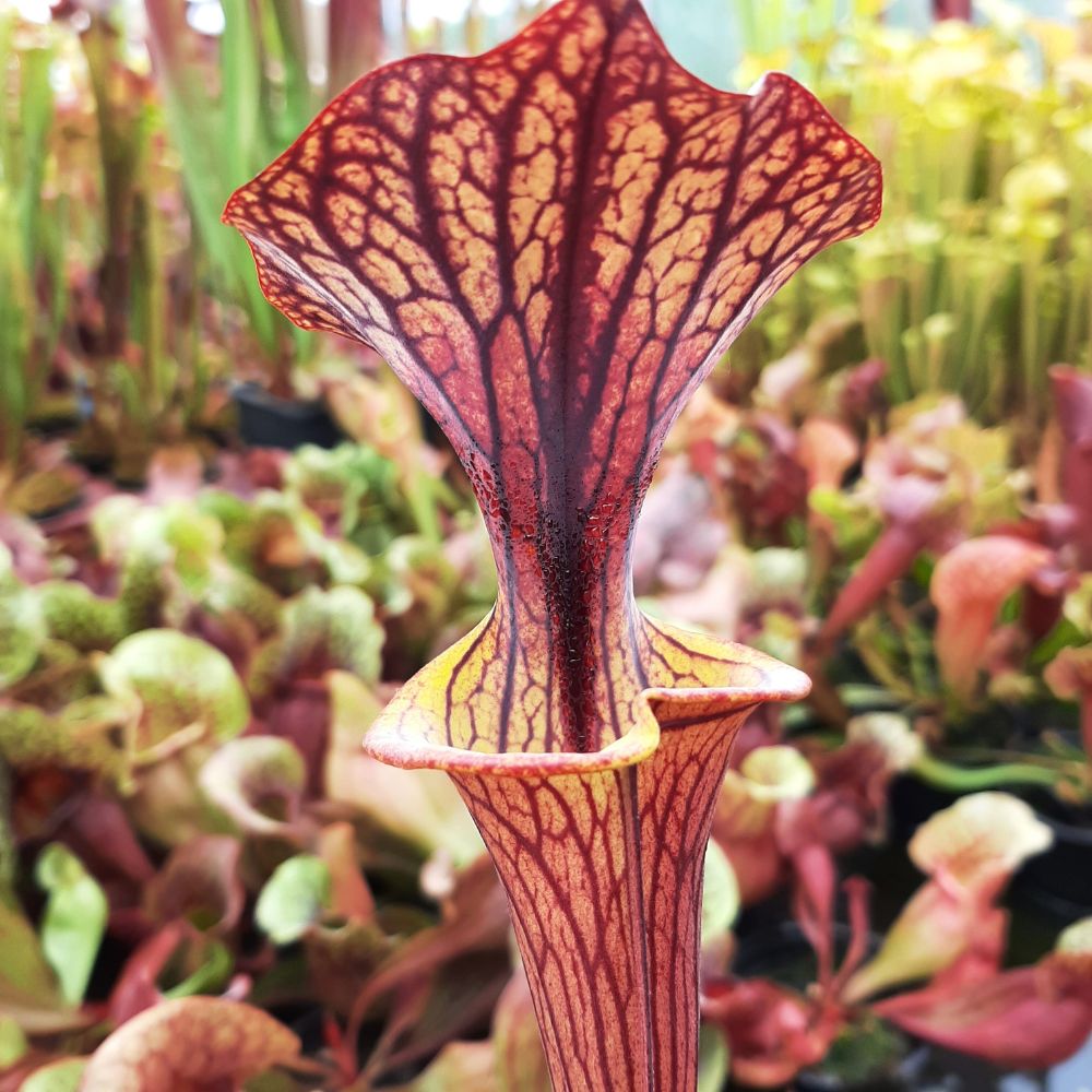 'Black Veins' x 'Waccamaw' (var. ornata x atropurpurea)