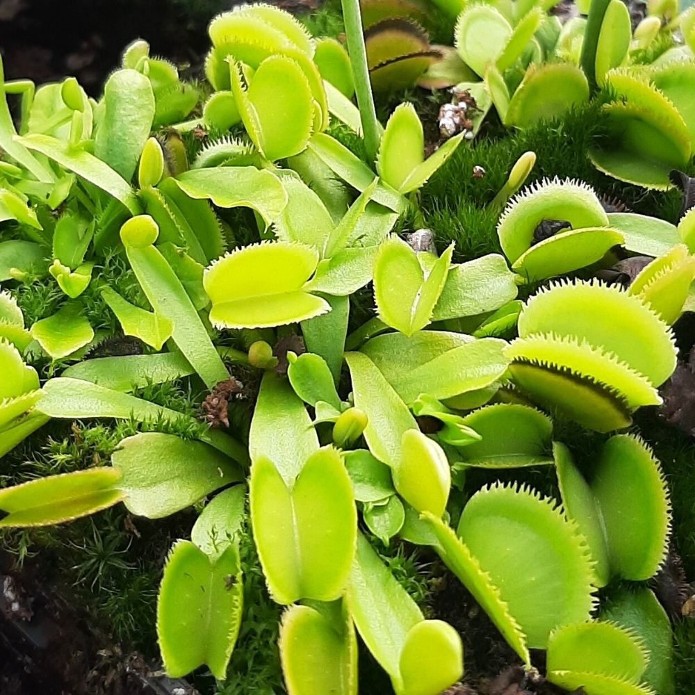 Green sawtooth