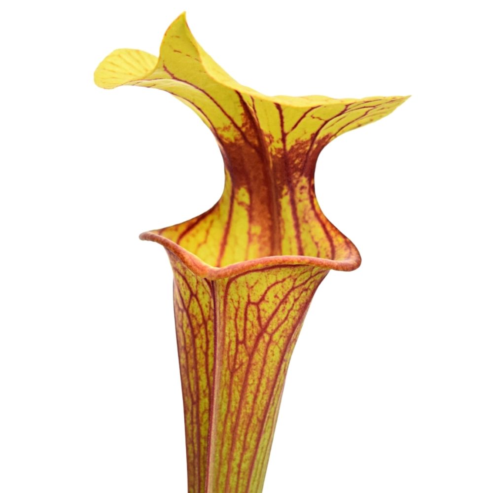var. ornata