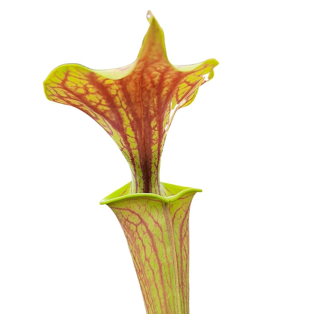 var. ornata, Sandy Creek, Bay Co. (I. Salter)