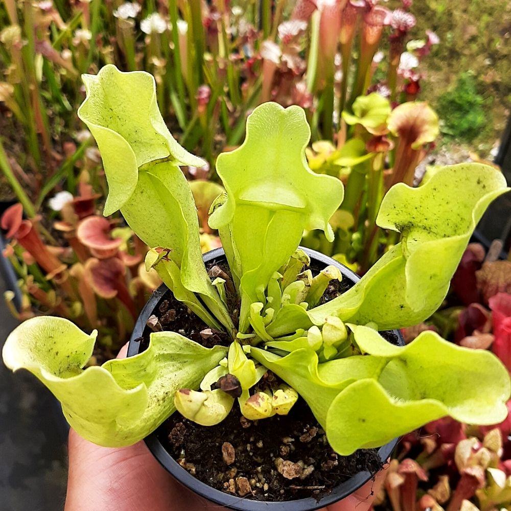 rosea f. luteola x mitchelliana antho free